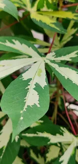 Green leaves with white patterns creating a natural mobile wallpaper.