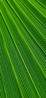 Close-up texture of vibrant green leaf with detailed vein patterns.