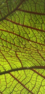 Close-up view of a vibrant green leaf texture with visible veins.