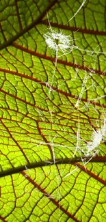 Close-up of vibrant green leaf with intricate veins.