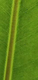 Close-up of a vibrant green leaf texture with intricate details.