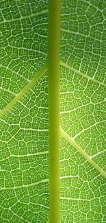 Close-up of a vibrant green leaf with intricate vein patterns.