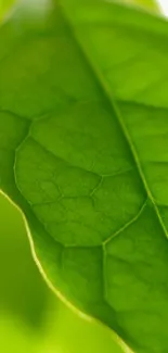 Close-up view of a vibrant green leaf texture.