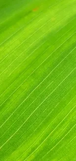 Close-up of a vibrant green leaf texture for phone wallpaper.