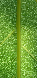 Detailed green leaf texture wallpaper with intricate patterns.