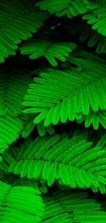 Vibrant green fern leaf wallpaper with lush, intricate patterns.