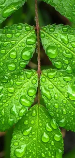 Green leaves with dewdrops mobile wallpaper.