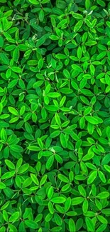 Vibrant green leaves form a lush, calming wallpaper.