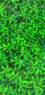 Vibrant green leaves creating a lush natural mobile wallpaper.