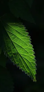 A vibrant green leaf illuminated against a dark background, perfect for nature lovers.