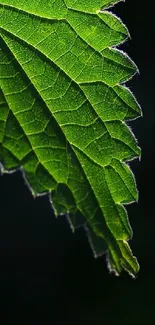 Vivid green leaf with detailed texture against a dark background.