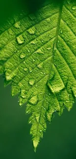 Vibrant green leaf with dewdrops close-up.