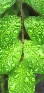 Vibrant green leaves with water droplets.