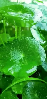 Refreshing green leaves with dew droplets mobile wallpaper.