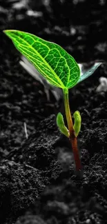 Close-up of a vibrant green leaf sprouting from dark soil.