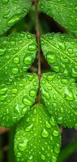 Vibrant green leaf with water droplets close-up.