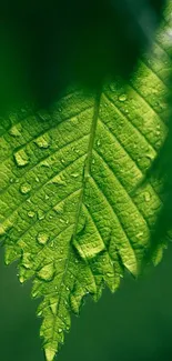 Close-up of a green leaf with dewdrops on a mobile wallpaper.