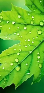 Close-up of a vibrant green leaf with water droplets on a mobile wallpaper.