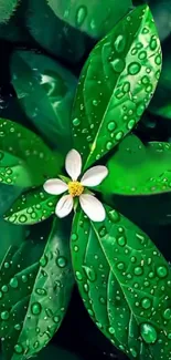 Green leaf with dew drops and a white flower.