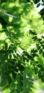 Vibrant green leaves with sunlight filtering through.