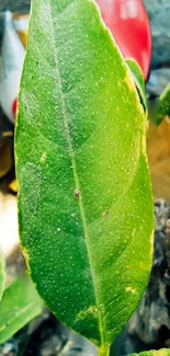 Close-up of a vibrant green leaf on a natural background.