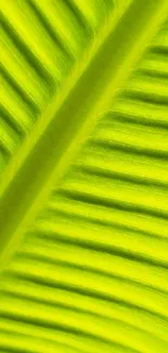 Close-up of a vibrant green tropical leaf with detailed texture for mobile wallpaper.