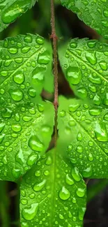 Close-up of vibrant green leaves with dew drops.