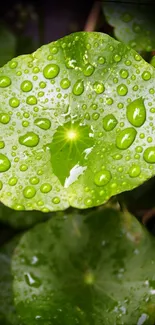 Close-up of a vibrant green leaf with water droplets.