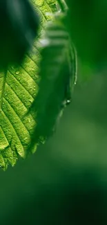 Close-up of a green leaf with dew on a blurred forest background.