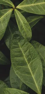 Close-up of vibrant green leaves as mobile wallpaper.