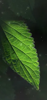 Vibrant green leaf on dark background.