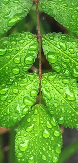 Close-up of vibrant green leaves with dew drops on a branch.