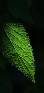 Close-up of a vibrant green leaf against a dark background.