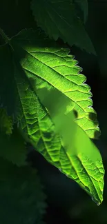 Close-up of a sunlit vibrant green leaf with detailed texture.