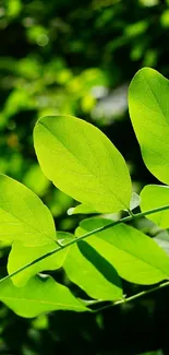 Bright green leaves in sunlight, vibrant nature wallpaper.