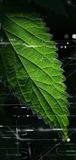 A vibrant green leaf on a dark background, perfect for mobile wallpaper.