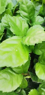 Close-up of vibrant green leaves wallpaper.