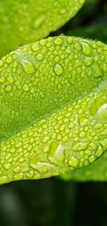 Close-up of green leaf with dew droplets, perfect for nature lovers.