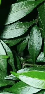 Close-up of vibrant green leaves with lush foliage for mobile wallpaper.