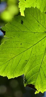 Close-up of a vibrant green leaf with detailed texture in soft lighting.