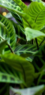 Close-up of vibrant green leaves in a lush pattern.