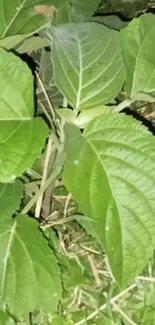 Close-up of vibrant green leaves at night.