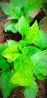 Vibrant green leaf close-up with rich details.