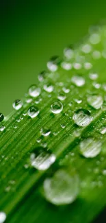 Close-up of droplets on a vibrant green leaf, perfect for nature-themed wallpapers.