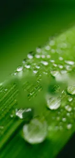 Green leaf close-up with dewdrops accentuating its texture.