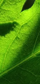 Close-up of a vibrant green leaf with detailed texture.