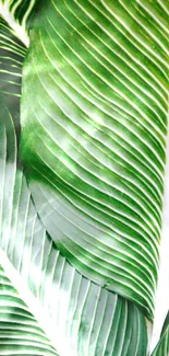 Close-up of vibrant green tropical leaf texture.