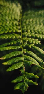 Close-up of a rich green fern leaf, displaying intricate natural patterns.