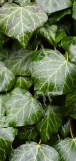 Vibrant green ivy leaves with visible veins, close-up.