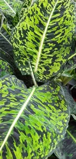 Vibrant green leaf with intricate patterns.